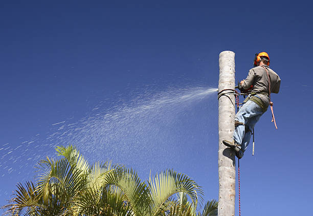 Best Root Management and Removal  in Flemington, PA