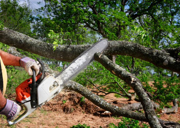 Best Tree Maintenance Programs  in Flemington, PA