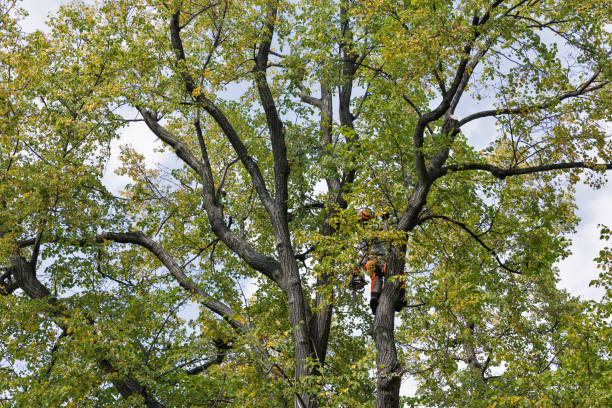 How Our Tree Care Process Works  in  Flemington, PA